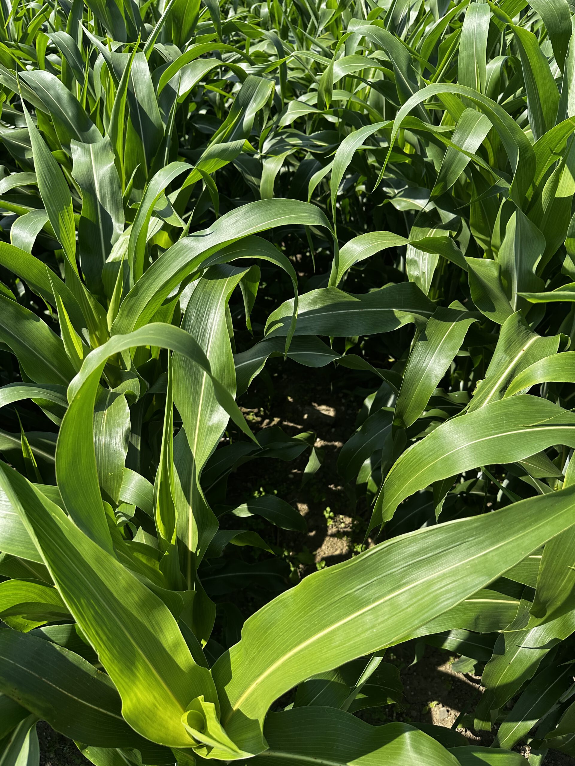 RGT SWINGG – Bild 3