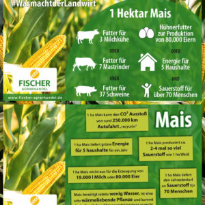 Mais-Feldschild Wissenswertes rund um Mais