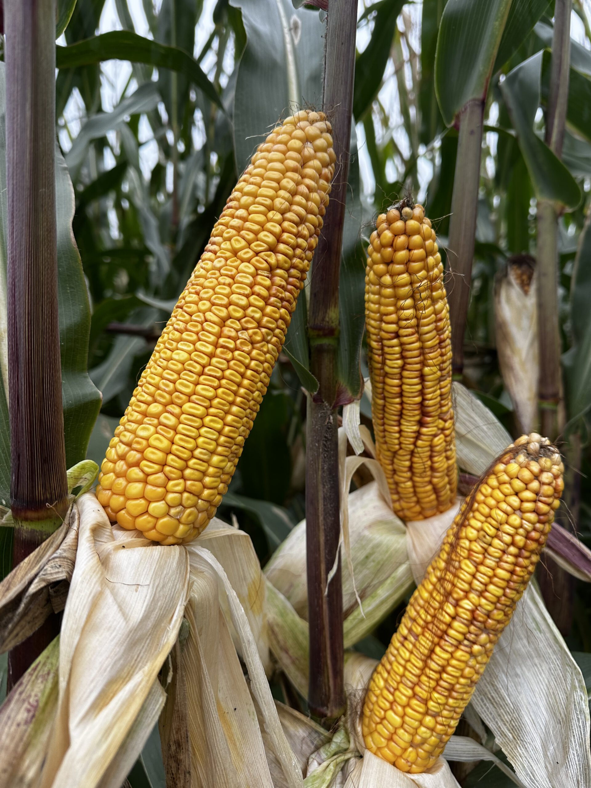 FARMIKONE Korit – Bild 4