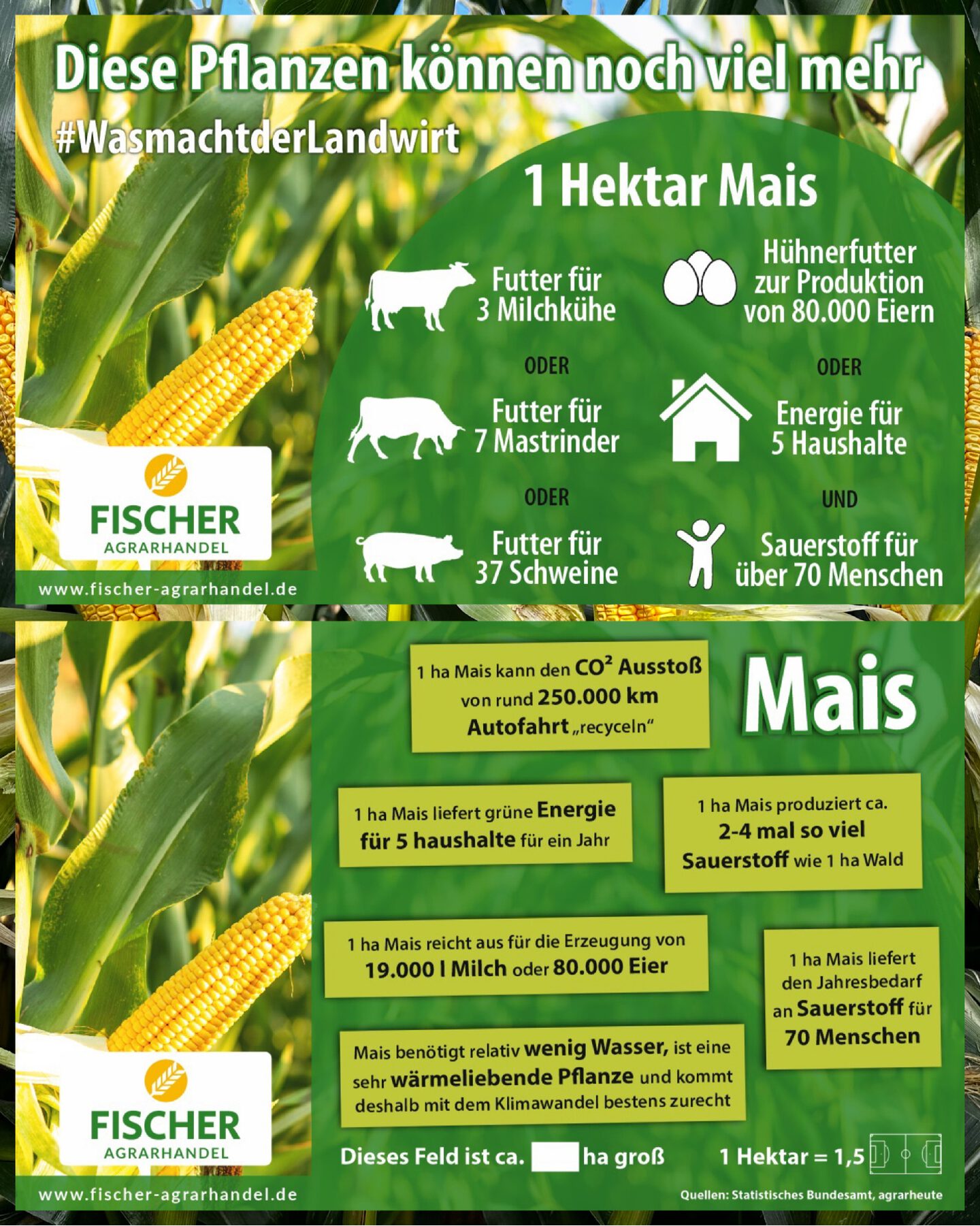 Mais-Feldschild Wissenswertes rund um Mais